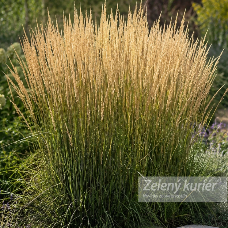 Calamagrostis x acutiflora ´Karl Foerster´, K9. [K-④] 1