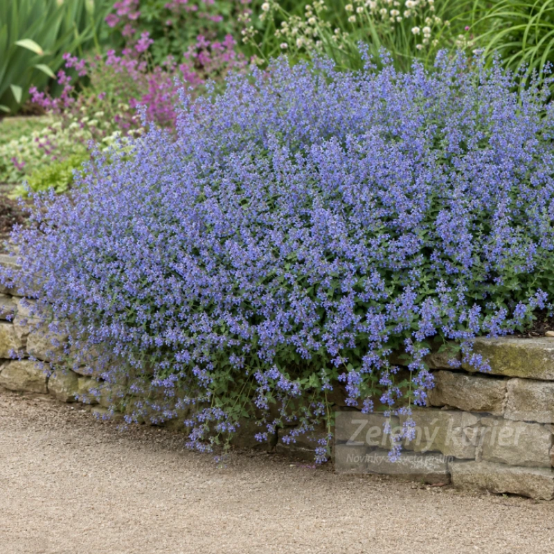 Nepeta x faassenii svetlomodrá, 30 cm, K9