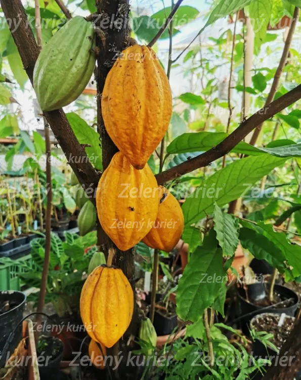 Kakaovník pravý ,Mombacho Prolific,