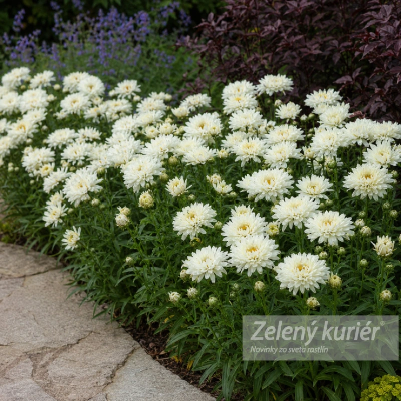 Leucanthemum x superbum ´Victorian Secret´, 1L, 50 cm 1