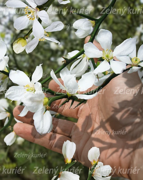 Mrazuvzdorný citrónovní, [K-④] 1