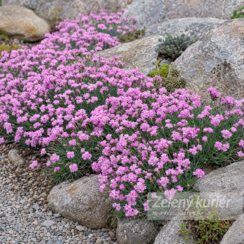 Dianthus gratianopolitanus ´Pink Jewel´K9, 15 cm