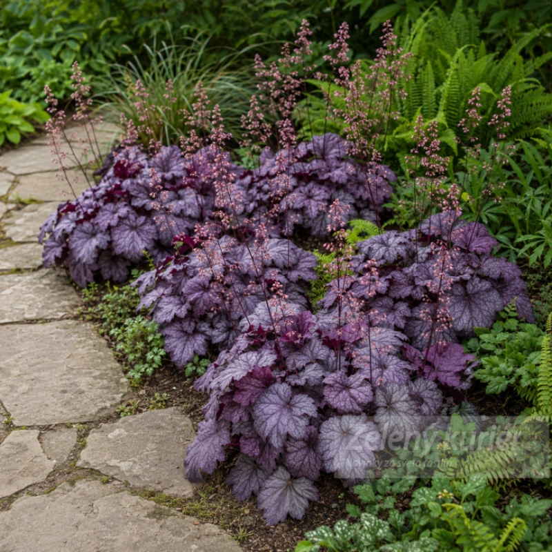 Heuchera ´Amethyst Myst´červený list, 30 cm, K9