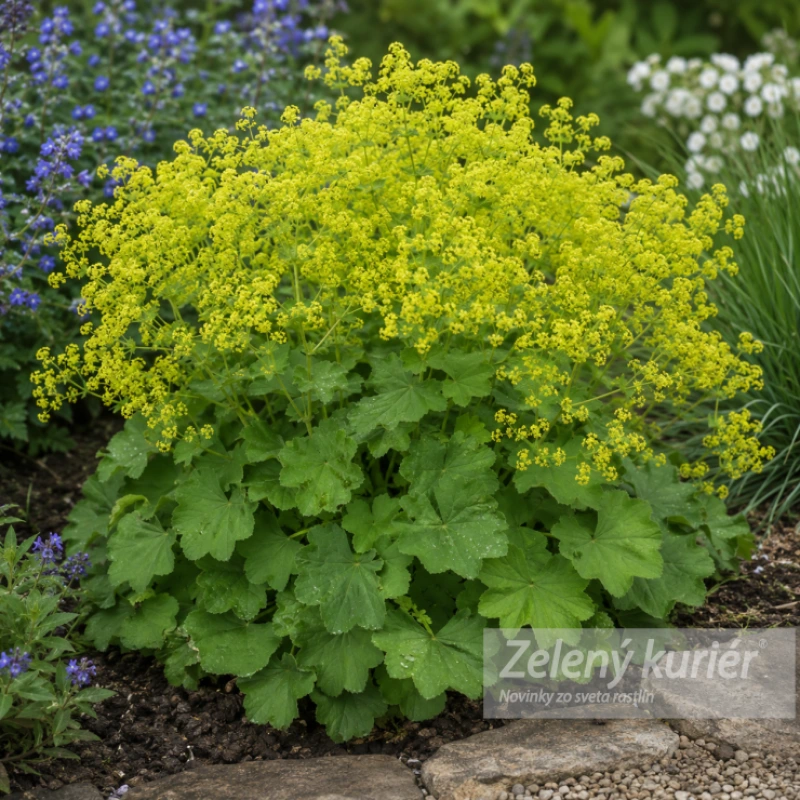 Alchemilla mollis ´Irish Silk´K9 , 40cm 1