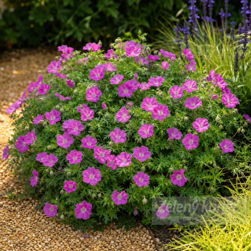 Geranium sanguineum ´Elsbeth´tmavopurpurová, K9, 30-35 cm