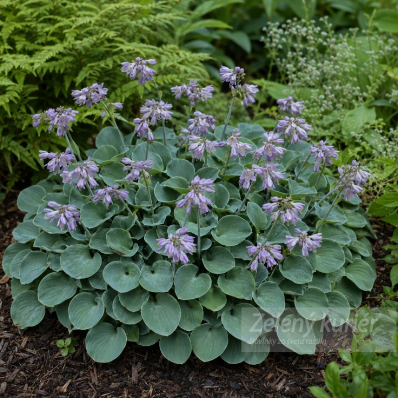 Hosta ´Blue Mouse Ears´fialová, oceľovo modrý list. 1L ,20 cm,