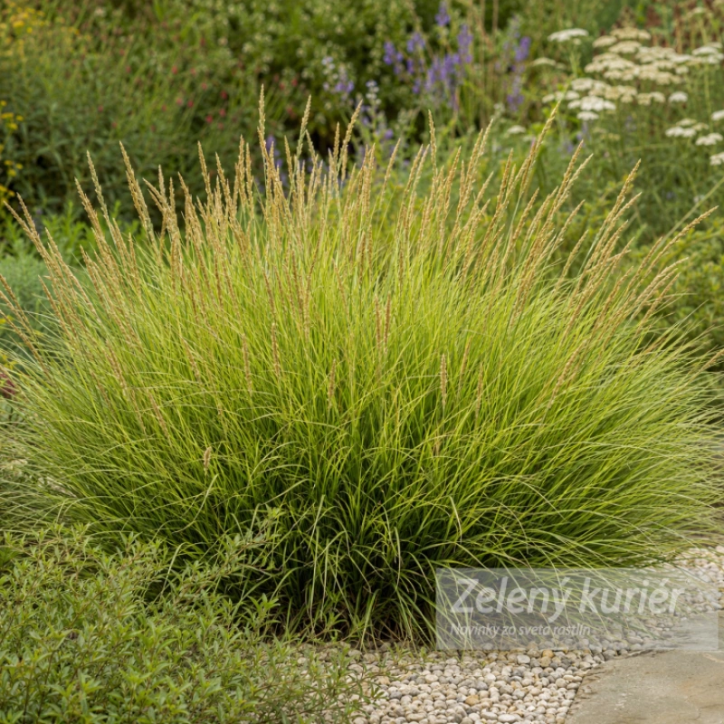 Sesleria autumnalis , K9. [K-④]