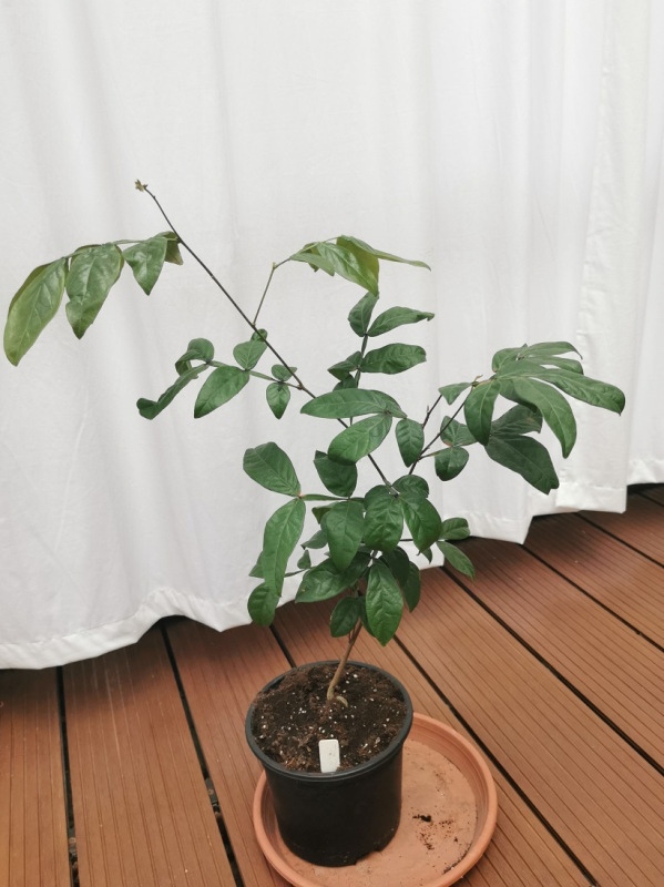 Inga sp. Pequeňa. [K-④]