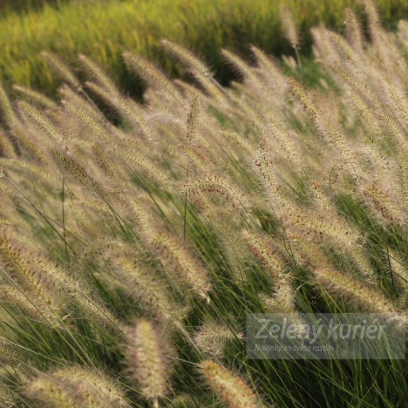 Pennisetum alopecuroides ´Hameln´, K9 . [K-④] 1
