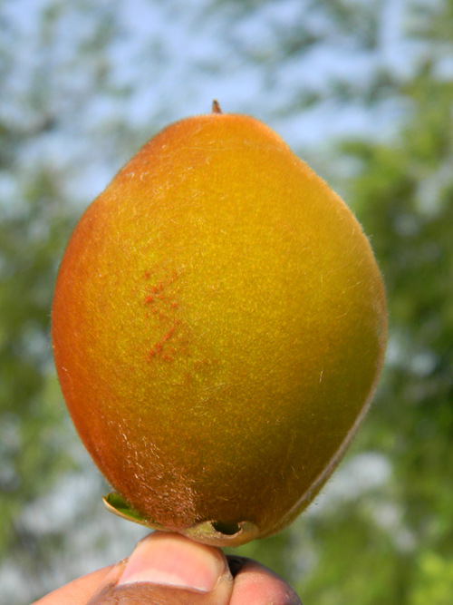 Mabolo [K-④]