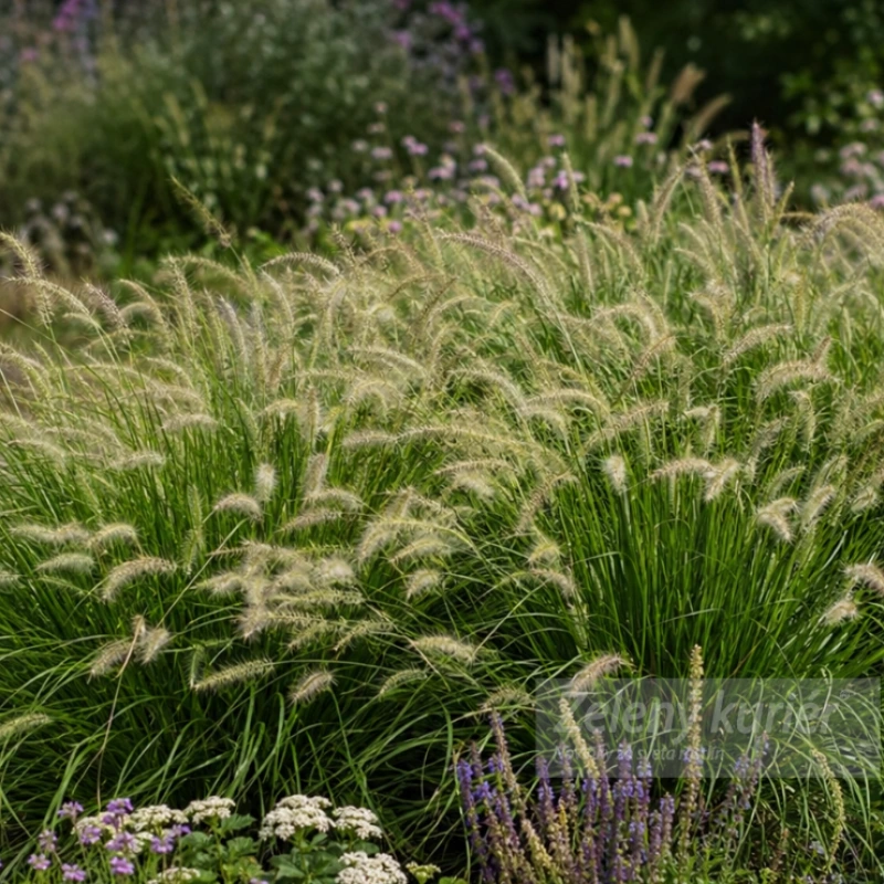 Pennisetum alopecuroides ´Hameln´, K9 . [K-④]