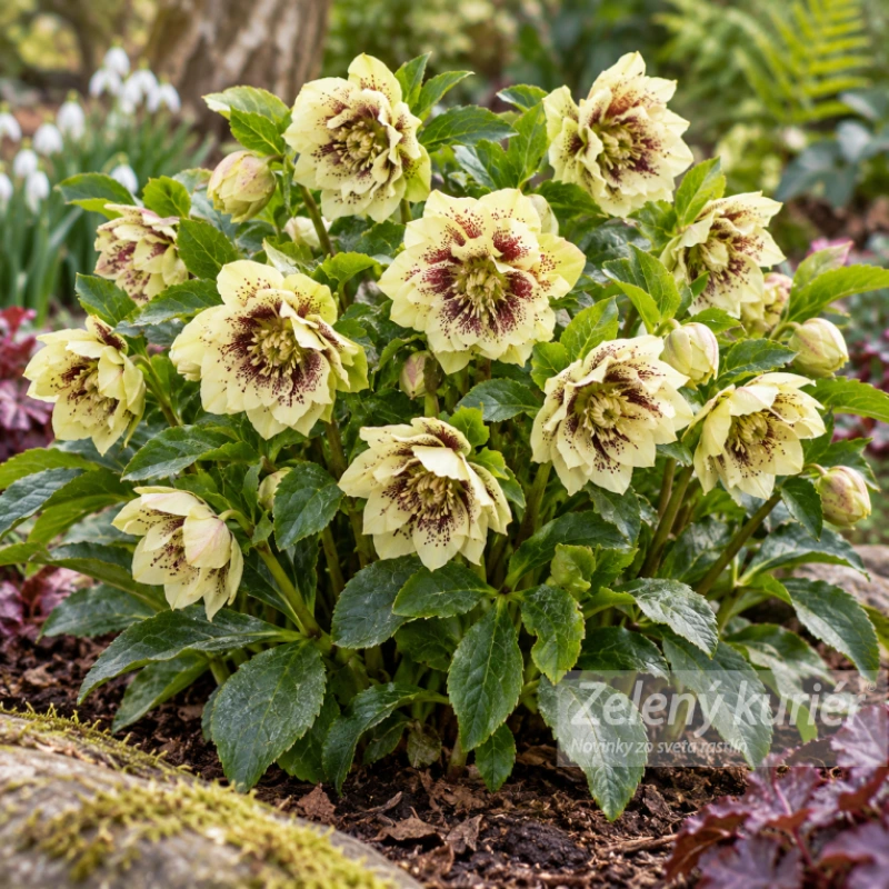 Čemerica, Helleborus Double Ellen yellow spotted 1