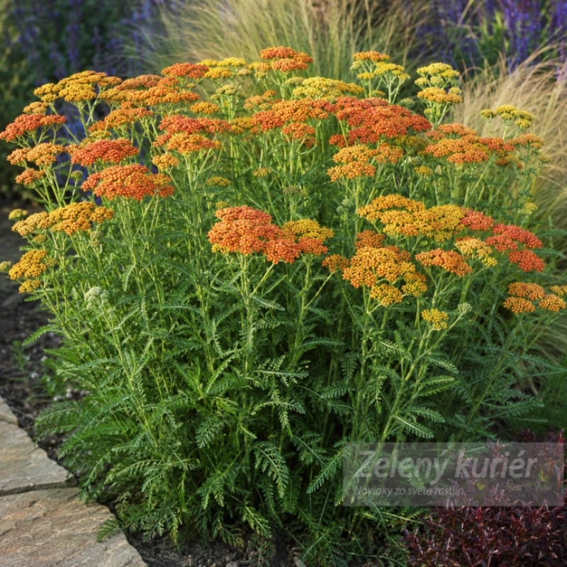 Achillea millefolium ´Sassy Summer Sunset´tmavooranžová, 1L, 60 – 90 cm 1