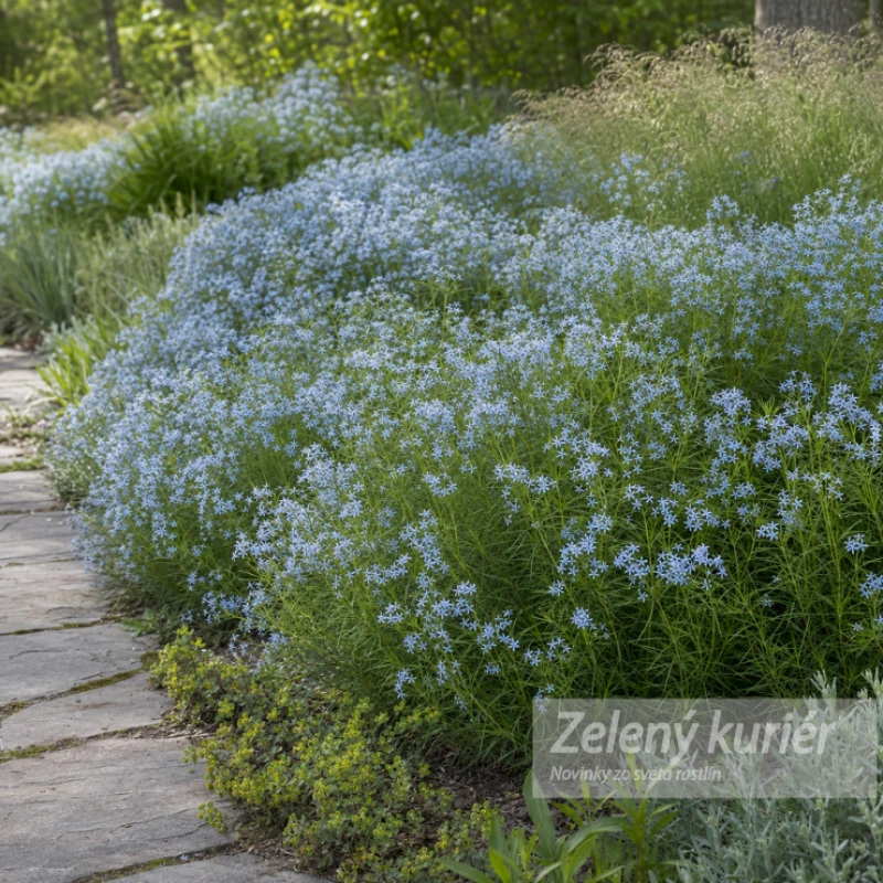 Amsonia hubrichtii, modrá, 1L, 60 cm 1