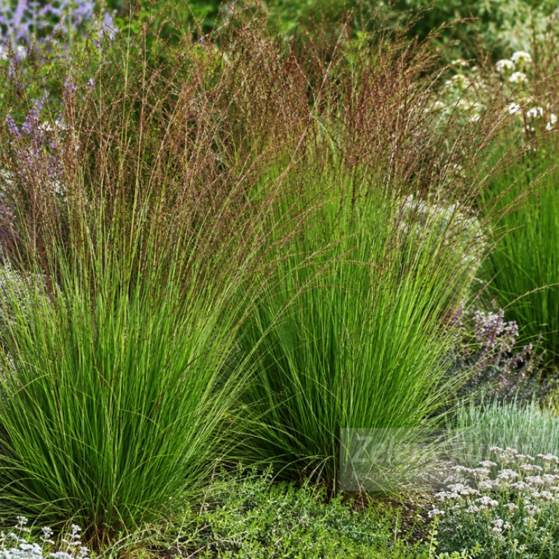 Molinia caerulea ´Edith Dudszus´, K9. [K-④]