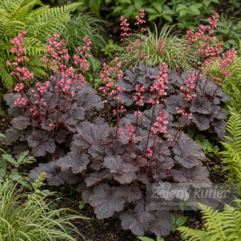 Heuchera ´Bella Notte´ružová s bordovým olistením, 30 cm, 1L