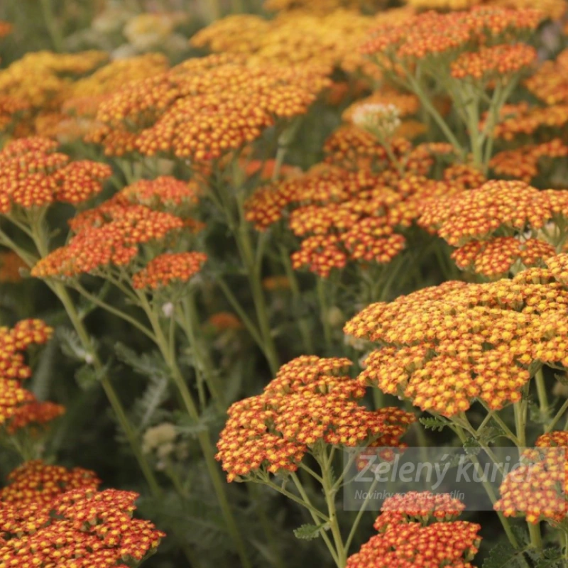 Achillea millefolium ´Sassy Summer Sunset´tmavooranžová, 1L, 60 – 90 cm