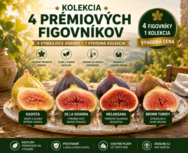 Kolekcia 4 prémiových figovníkov