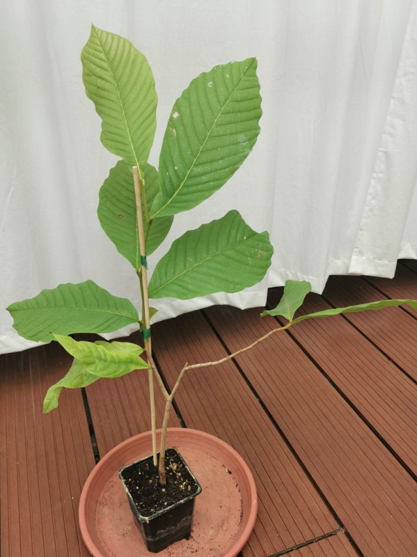 Sancoya (Anona purpurea)