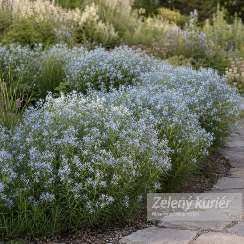 Amsonia hubrichtii, modrá, 1L, 60 cm
