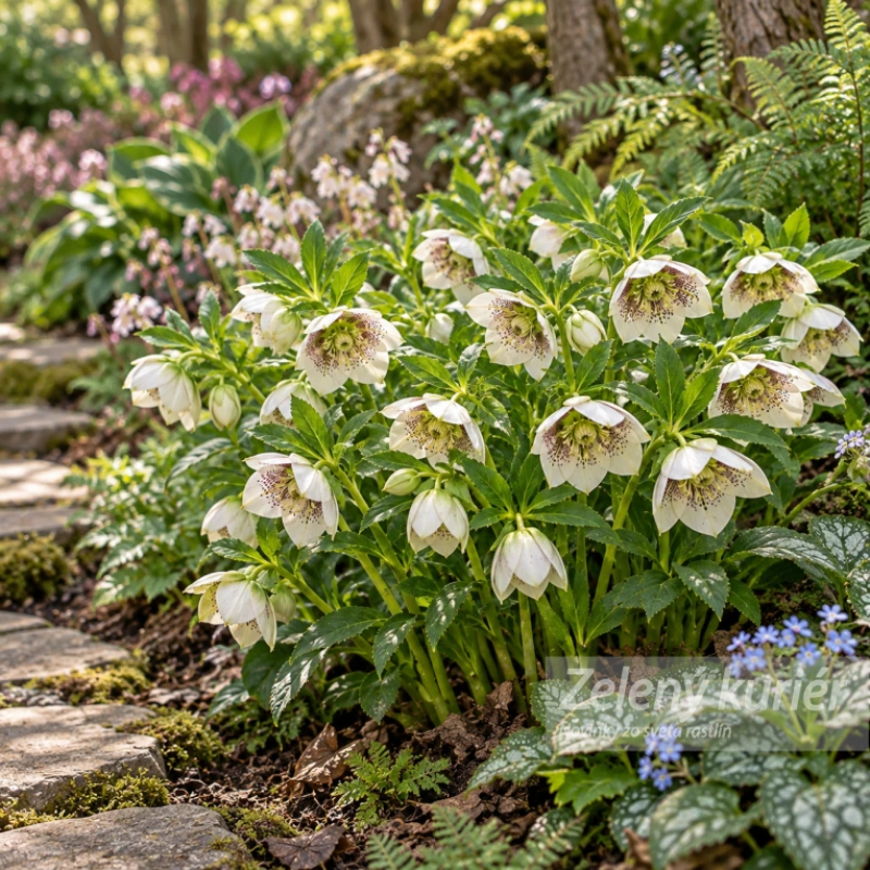 Čemerica, Helleborus Pretti Ellen White spotted 2