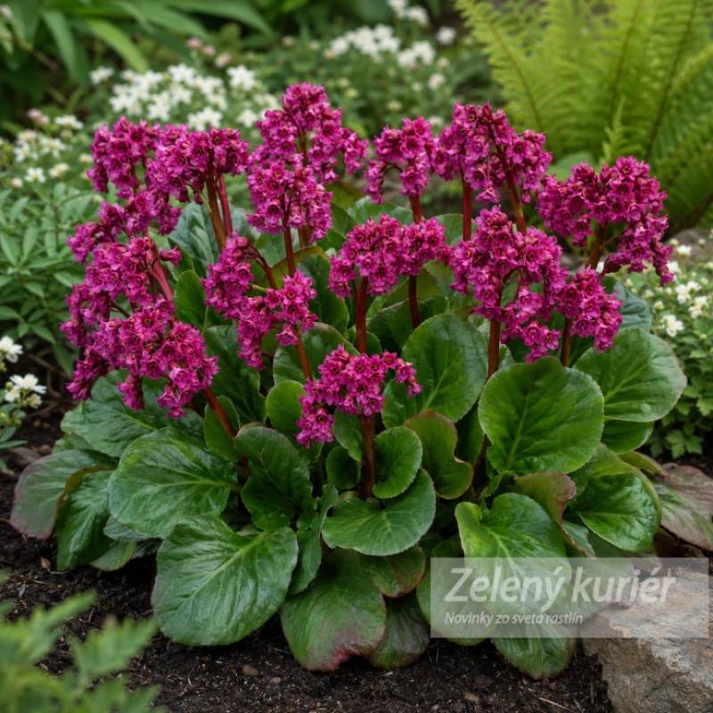 Bergenia cordifolia ´Eroica´1L, 40 cm