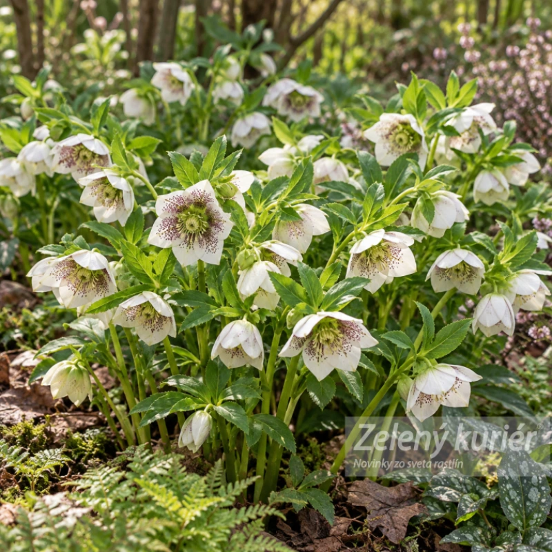 Čemerica, Helleborus Pretti Ellen White spotted 1