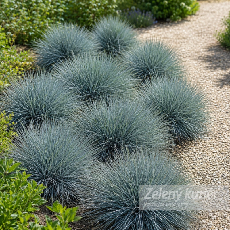 Modrá kostrava.Festuca glauca ´Elijah Blue´[K-④]