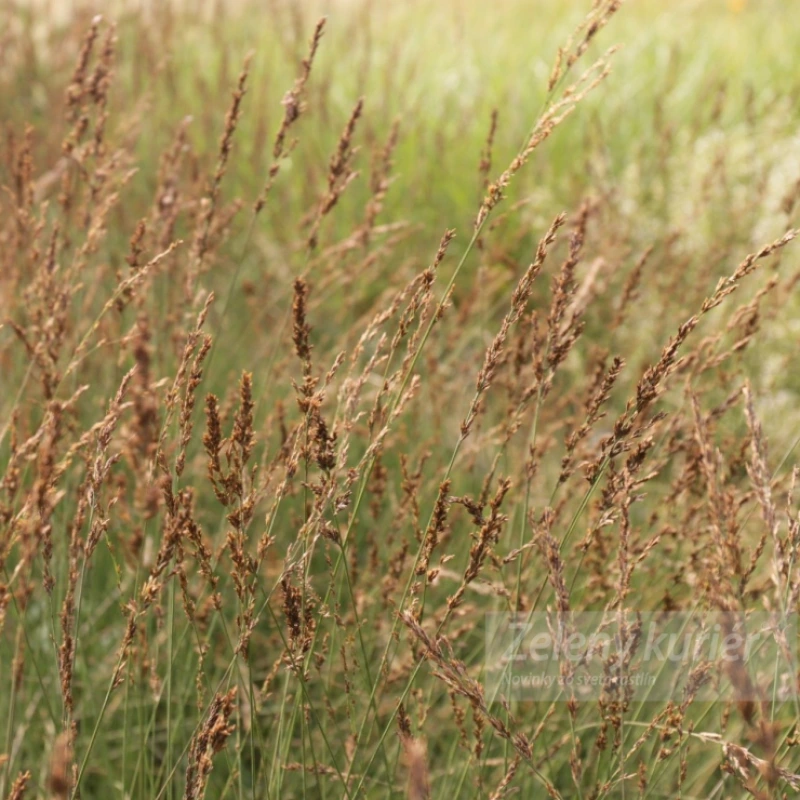 Molinia caerulea ´Edith Dudszus´, K9. [K-④] 1