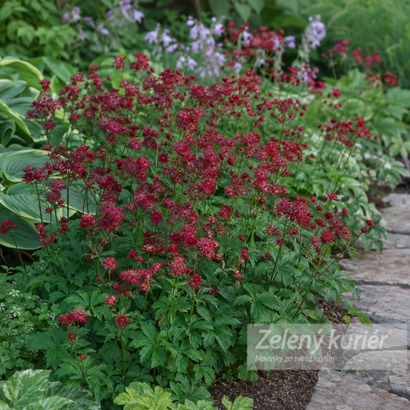 Astrantia major ´Claret´, 1L, 1