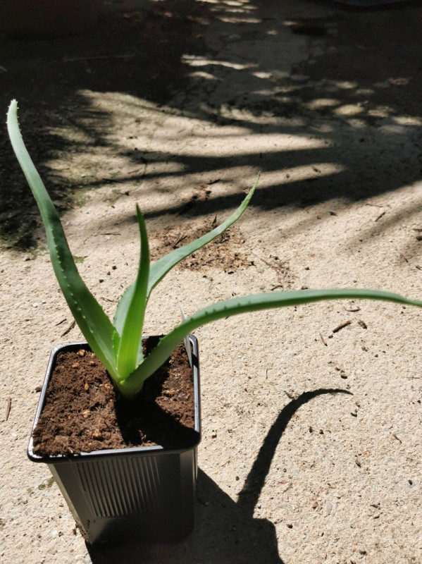 Škoricová aloe - vonia po škorici