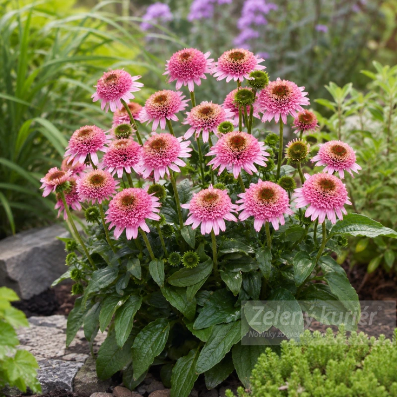 Echinacea purpurea ´Butterfly Kisses´ružová s plným stredom, 40 cm, 1L 1