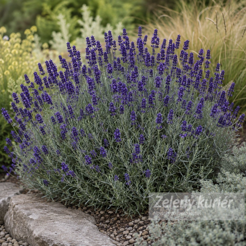 Lavandula angustifolia ´Hidcote´tmavomodrá, šedý list, K9. [K-④]