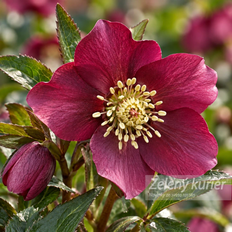 Čemerica, Helleborus Pretty ellen Red 1