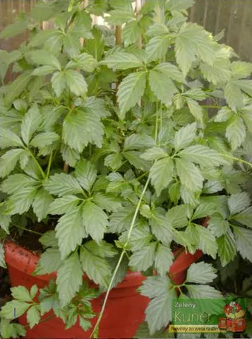 Gynostema pentaphyllum – Jao Gulan (päťlistý ženšen)
