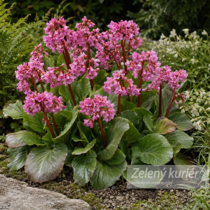 Bergenia cordifolia ´Rosi Klose´1L, 40 cm