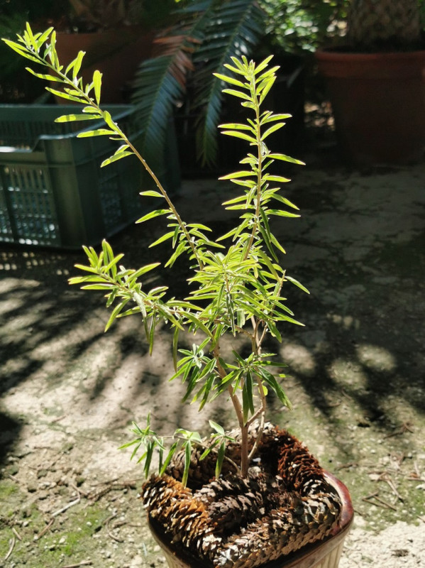 Žuvačkový krík - Lippia polystachya