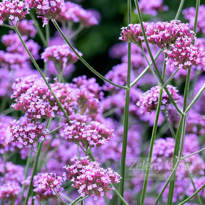 Verbena bonariensis, 1L, 120cm