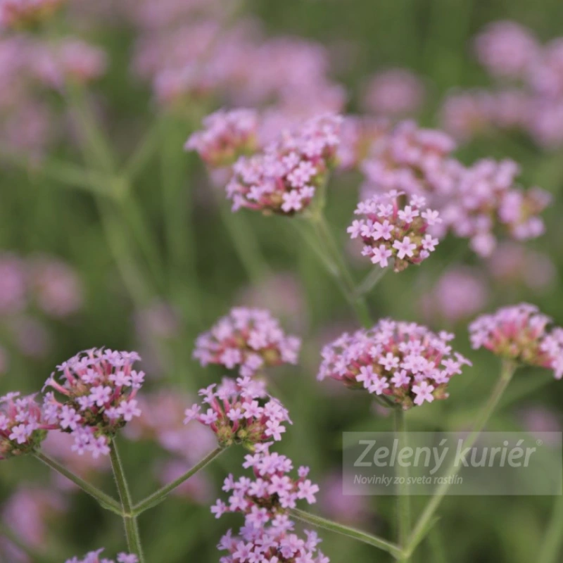 Verbena bonariensis, 1L, 120cm 2