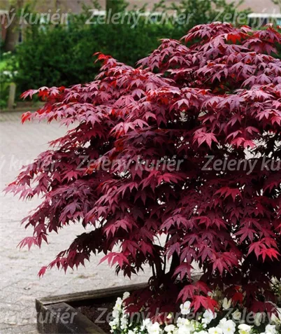 Červený javor (Acer palmatum , Atropurpureum,)
