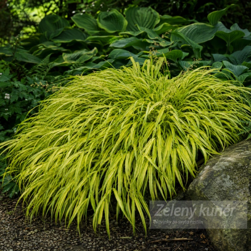 Hakonechloa macra 'aureola', K9 . [K-④] 1