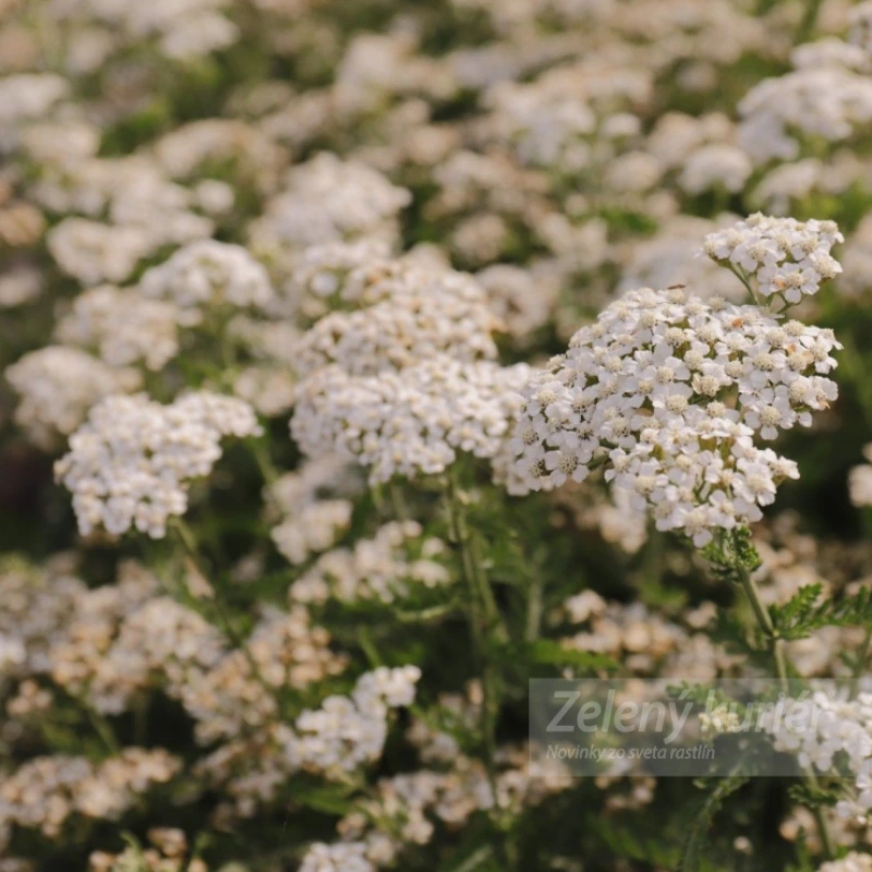 Achillea millefolium ´Schneetaler´biela, K9, 60 cm