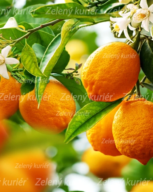 Rangpurský citrus s kvetmi alebo plodmi /TIP na Darček, [K-④]
