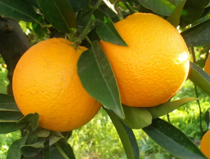 Pomarančovník ,Hamlin,