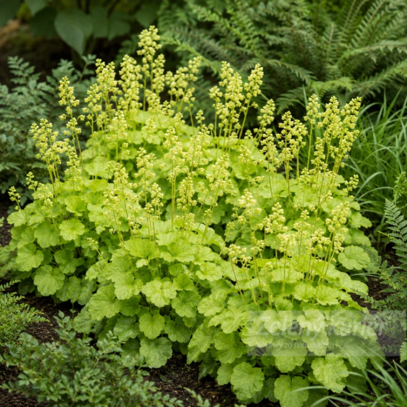 Heuchera ´Blondie in Lime´sviežozelený list, 25 cm, 1L