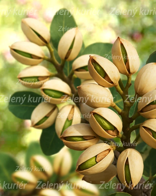 Pistácia pravá - mrazuvzdorná. [K-④] 1