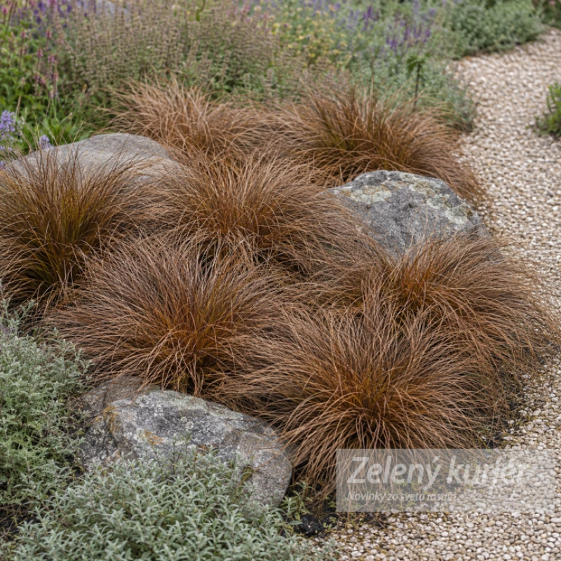 Carex comans ´Bronco´, Bronzová ostrica, [K-④]