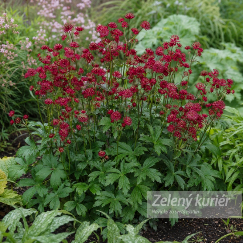 Astrantia major ´Claret´, 1L,