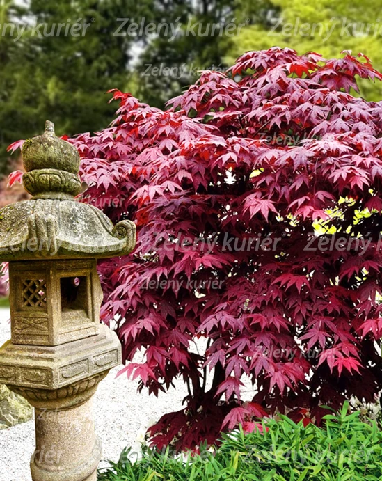 Červený javor - Acer palmatum, Atropurpureum [K-④]