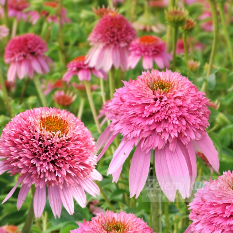 Echinacea purpurea ´Butterfly Kisses´ružová s plným stredom, 40 cm, 1L